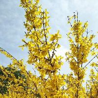 レンギョウ 連翹 の育て方 植え付け時期や剪定の仕方は 増やし方は Greensnap グリーンスナップ レンギョウ 連翹 の育て方 植え付け時期や剪定の仕方は 増やし方は Greensnap グリーンスナップ