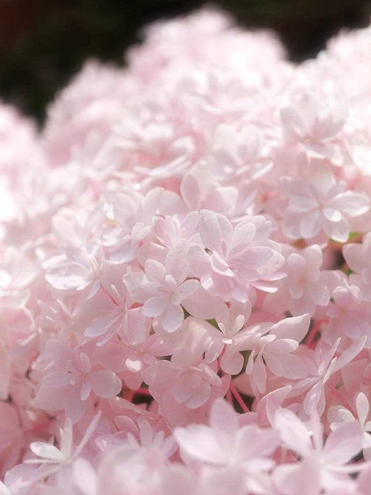 アジサイの投稿画像 By Mocoさん 紫陽花 あじさい アジサイと桜のころと小さな庭とキュンキュン乙女倶楽部とマクロレンズと庭の花とマイガーデンとgs映えと紫陽花 アジサイ あじさいとアジサイ 紫陽花とミラーレス一眼と可愛いと花のある暮らしとrogan とうどん県