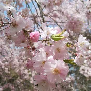 垂れ桜の画像 by さちさん | お出かけ先と花のある暮らしと自然公園と垂れ桜