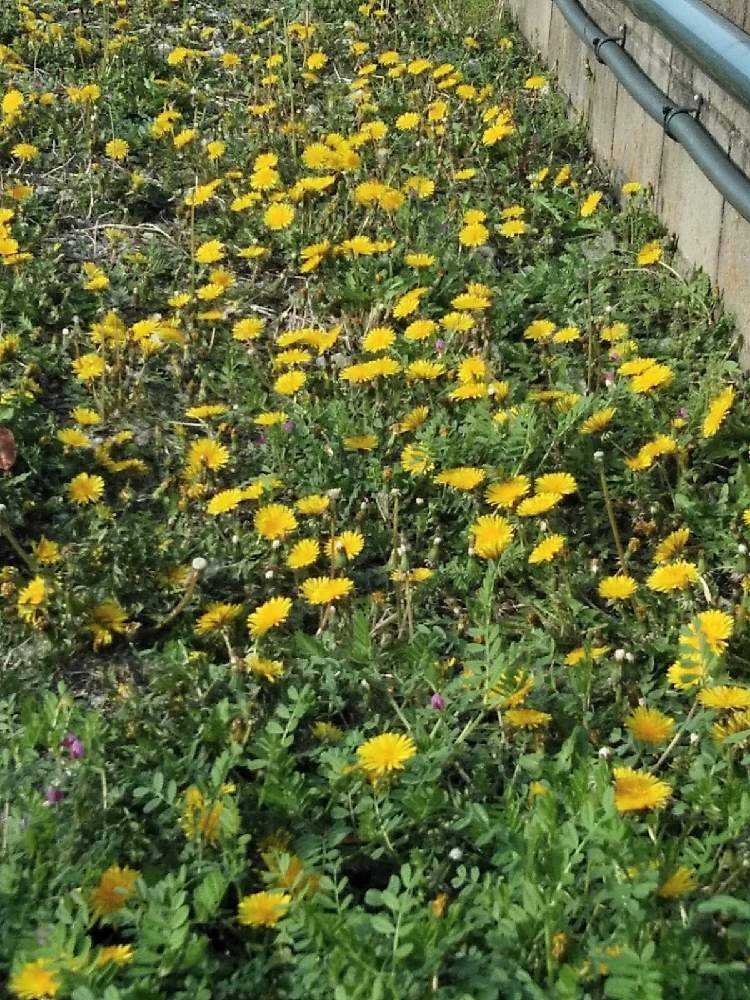 春の草花 と野草 黄色い花 1 21 03 04月 Greensnap グリーンスナップ