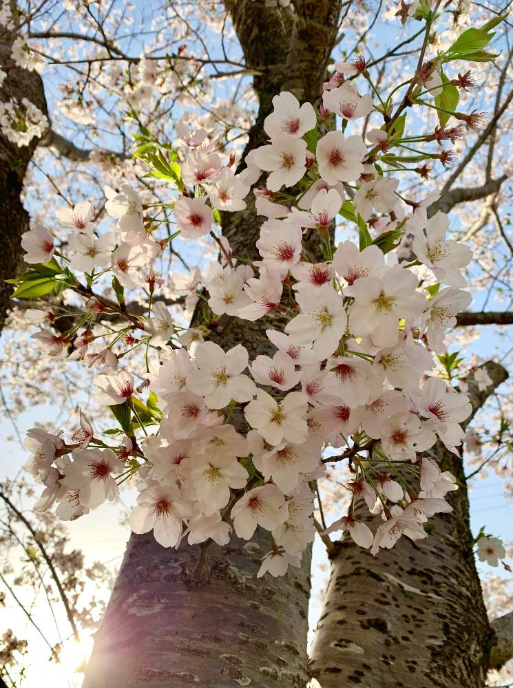 サクラの投稿画像 By Ejyoさん サイクリングとバラ科とピンク色の花と花のある暮らしと空のある風景とバラ科サクラ属 21月3月31日 Greensnap グリーンスナップ