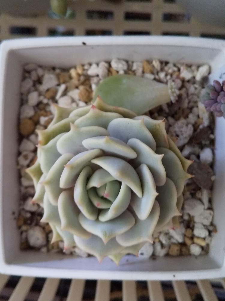 ローラの投稿画像 By ちゃまめさん あったかーいとかわいこちゃんと美人さんと東北と花粉症と成長中と眠いよと宮城と多肉女子と宮城県とげんき 21月3月31日 Greensnap グリーンスナップ