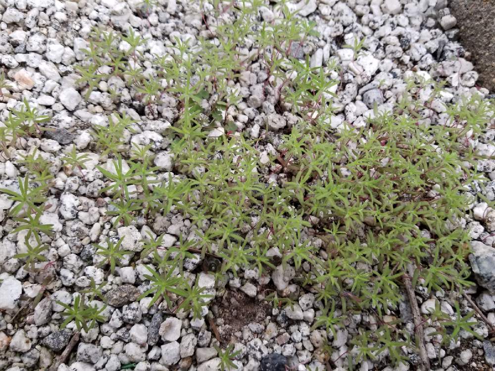 コキアの投稿画像 By ミケさん プランターとおうち園芸とほったらかしとガーデニングと花のある暮らし 21月3月31日 Greensnap グリーンスナップ