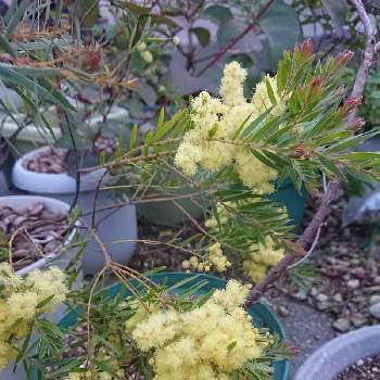 オーストラリア原産の投稿画像一覧 Greensnap グリーンスナップ