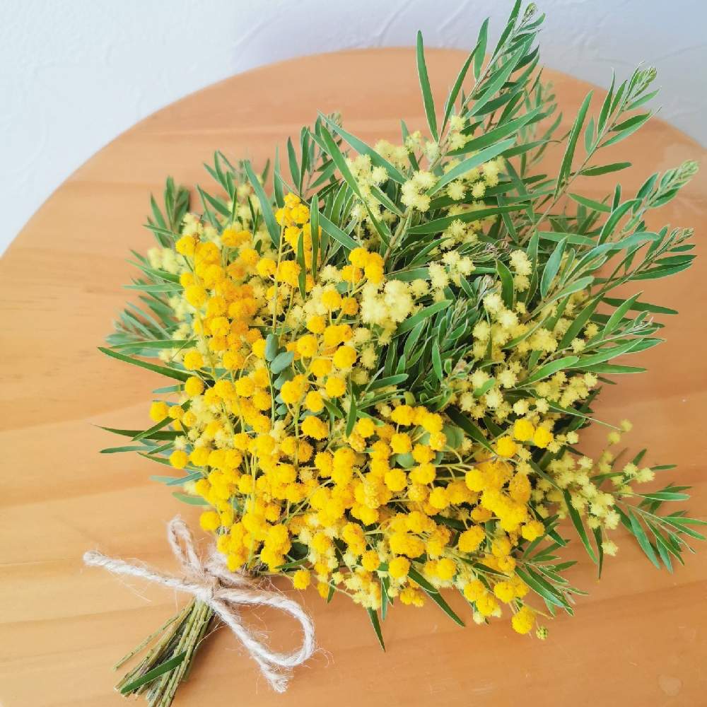 ミモザアカシアの投稿画像 By Emmaさん アカシアテレサとアカシア スペクタビリスとスワッグと花のある暮らしとナチュラルドライフラワーと春に育てた花21 21月3月31日 Greensnap グリーンスナップ