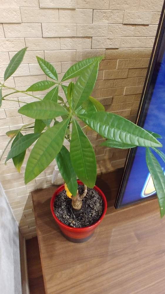 パキラの投稿画像 By たかさん 21月3月31日 Greensnap グリーンスナップ