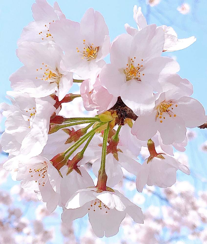 お花が好きの投稿画像 By S Sさん 癒しときれいとはるが来た とお花はいいなぁと花のある暮らしとかわいいと楽しいと優しい気持ちと 21桜 フォトコンテスト 21月3月31日 Greensnap グリーンスナップ