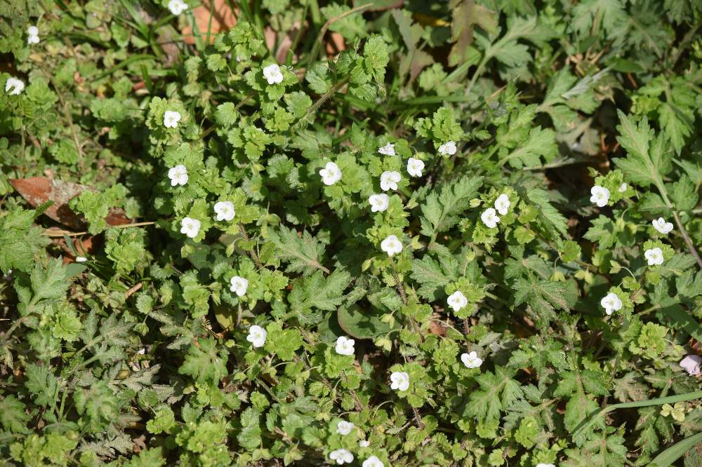 オオイヌノフグリの投稿画像 By Machikisoさん 21月3月31日 Greensnap グリーンスナップ