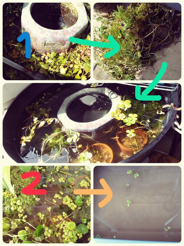 ビオトープの投稿画像 By あめりさん ルームとルーム君とミナミヌマエビとメダカとヒメタニシ 21月3月31日 Greensnap グリーンスナップ