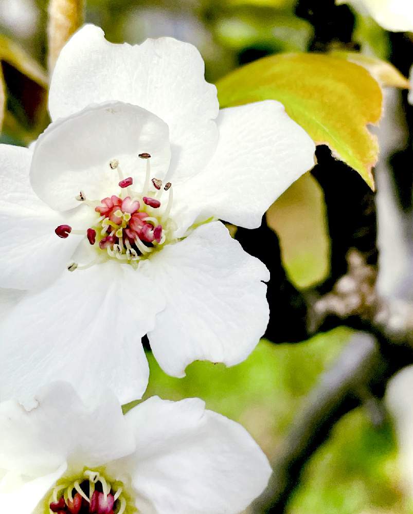 植物のある暮らしの投稿画像 By ｃｈｉｅ さん 梨の花 と満開と美味しいと季節の花と祈りを込めてと花のある暮らしと優し咲きと春に育てた花21 21月3月31日 Greensnap グリーンスナップ