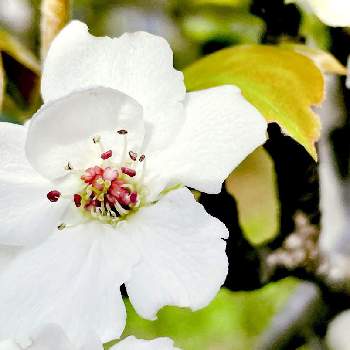 梨の花 の投稿画像一覧 Greensnap グリーンスナップ