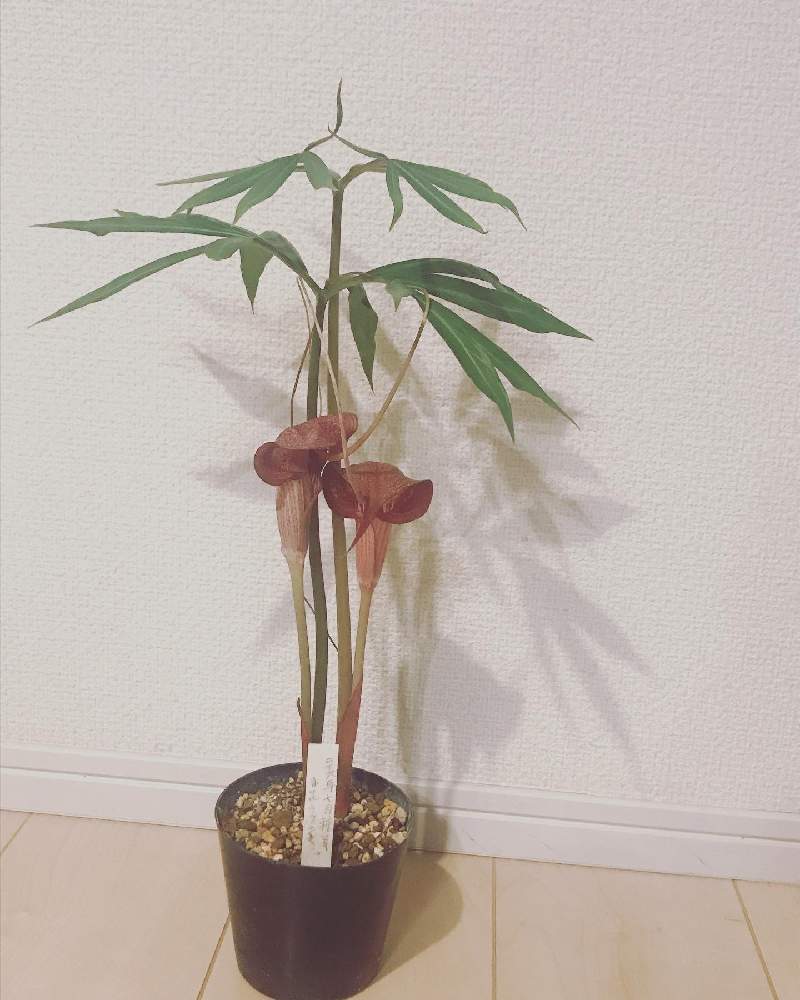 怪しい魅力 ウラシマソウの植え付けから開花まで Greensnap グリーンスナップ