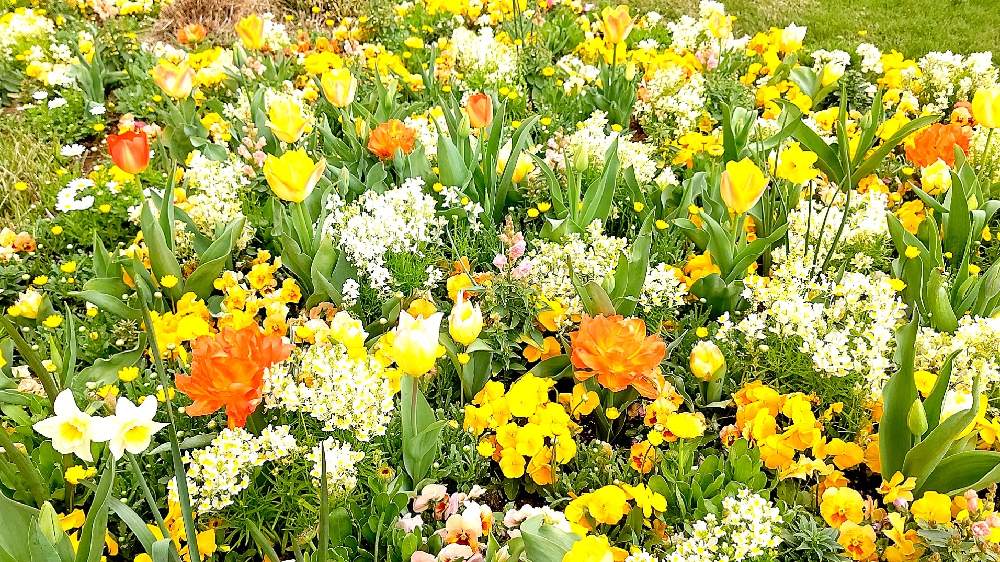 花壇の投稿画像 By 桃ばあさん お花畑 と黄色の花と花のある暮らしと里山ガーデンとガーデンネックレス横浜21コンテストと花畑とお出かけ先と花壇と お花畑 と黄色の花と花のある暮らしと里山ガーデンとガーデンネックレス横浜21コンテストと花畑 21月3月31日