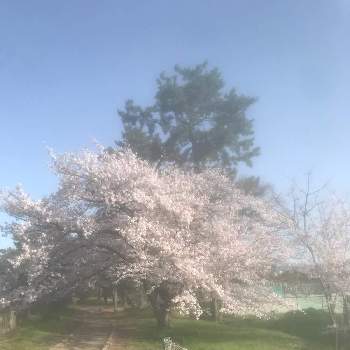 服部緑地の投稿画像一覧 Greensnap グリーンスナップ