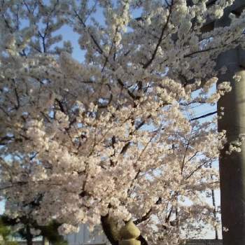 季節の花を楽しむの投稿画像一覧 Greensnap グリーンスナップ