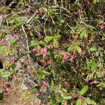 グミの木 の投稿画像一覧 Greensnap グリーンスナップ