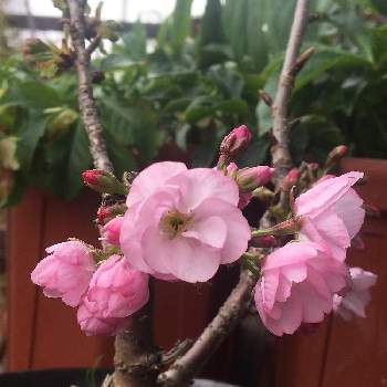 一才桜 旭山の投稿画像一覧 Greensnap グリーンスナップ