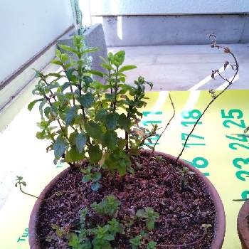 モロッカンミントの投稿画像一覧 Greensnap グリーンスナップ モロッカンミントの投稿画像一覧 Greensnap グリーンスナップ