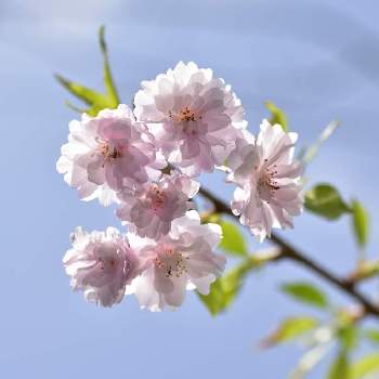 八重枝垂れ桜の画像 by ごんさん | 八重枝垂れ桜と『2021桜』フォトコンテスト