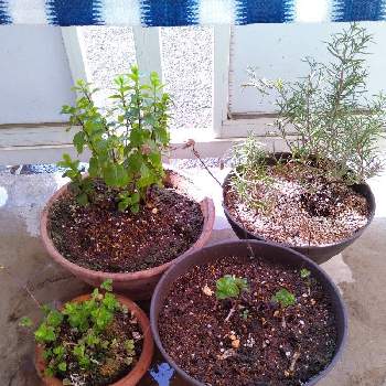 モロッカンミントの投稿画像一覧 Greensnap グリーンスナップ モロッカンミントの投稿画像一覧 Greensnap グリーンスナップ