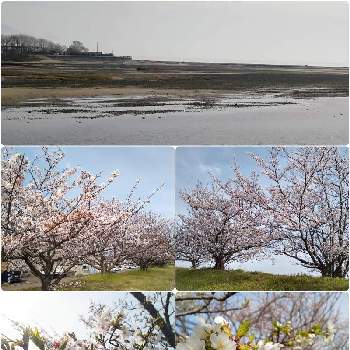 花曇りではなく黄砂による曇りの投稿画像一覧 Greensnap グリーンスナップ