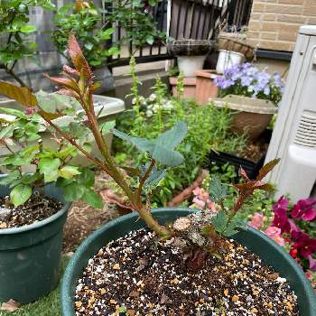 バラ クロードモネの投稿画像一覧 Greensnap グリーンスナップ