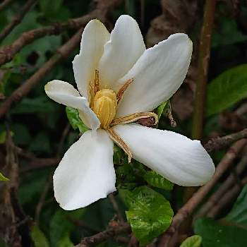 ガーデニアの投稿画像一覧 Greensnap グリーンスナップ