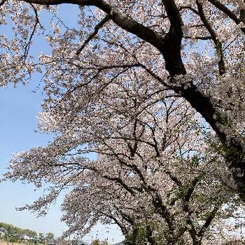 桜の木の投稿画像一覧 Greensnap グリーンスナップ