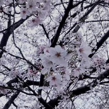 桜・そめいよしのの画像 by eryさん | お出かけ先と桜・そめいよしの