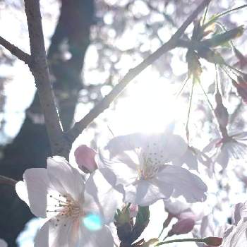 見っけたの画像 by miyuさん | お出かけ先と咲く桜とみんな優しと嬉しいと愛を降り注ぐと見っけたと感謝と花に魅せられてとありがとうとＧＳの繋がりに感謝✨と可愛いと花のある暮らしと楽しみ〜と空を見上げてとトキメキ❤と楽しい時間とiPhone撮影