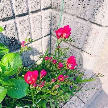 春の散歩の画像 by ちゃむ♡さん | お出かけ先とフリージアと植物好きと繋がりたいとすてき…♡と春の散歩と初ピンクと可愛い〜♡とiPhone撮影