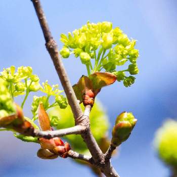 イタヤカエデ の投稿画像一覧 Greensnap グリーンスナップ