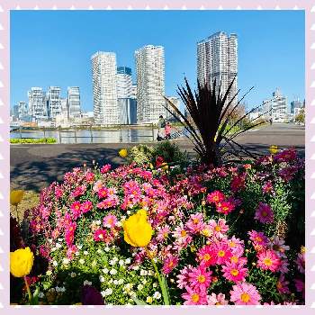 東京湾岸の画像 by スプーンおばさんさん | お出かけ先とマーガレットと出会いと別れの花と春爛漫と可愛い❤と百花繚乱と疫病退散と色とりどりの花とコミュニティガーデンと東京湾岸と可愛いと花のある暮らしと青い空とウォーキング途中にと鮮やかなピンクの花