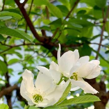 利休梅の画像 by fumiさん | リキュウバイと利休梅と素敵がいっぱいと花のある風景と美しい色と暮らしに癒しをとランドスケープと緑のある風景と花パトロールと純白マニアと２０２０年５月同期