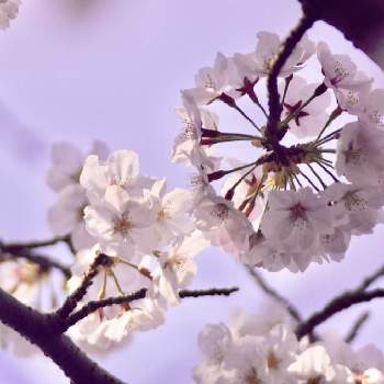エイプリルフールの画像 by ヒーちゃんさん | お出かけ先と桜 ソメイヨシノとエイプリルフールと誕生花とさくら 桜 サクラと今日はなんの日
