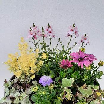 ラミウム♡の画像 by マルナムさん | エントランスと寄せ植と小花会とラミウム♡とお花に癒やされてとGSの皆さんに感謝❣️とスカビオサ♡とロータス・ブリムストーンとヘデラ♡とディアシアダーラとオステオスペルマム、アキラ
