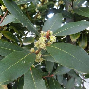 月桂樹,ゲッケイジュ,かわいい,ハーブ,可愛いの画像