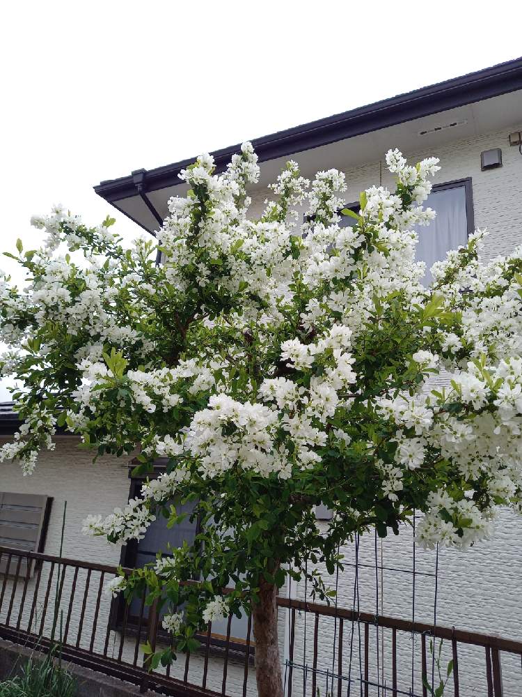 リキュウバイ 利休梅 の投稿画像 By ᵕ ᵗᑋᵃᐢᵏ ᵞᵒᵘ ᵕ さん 植えっぱなしと花のある暮らしと白い花マニア 21月4月1日 Greensnap グリーンスナップ