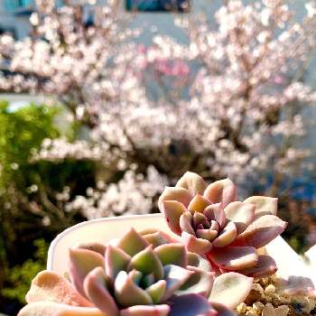 多肉ちゃんと暮らすの画像 by もりもりさん | ピンクプリティと桜ソメイヨシノと多肉植物といい季節と祈りを込めてと春が来た❣️と植物を愛するとGSとともにと多肉ちゃんと暮らすと花のある暮らしと生命力‼️