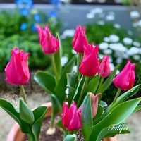 チューリップ,球根,ガーデニング,咲いた！,小さな花壇の画像