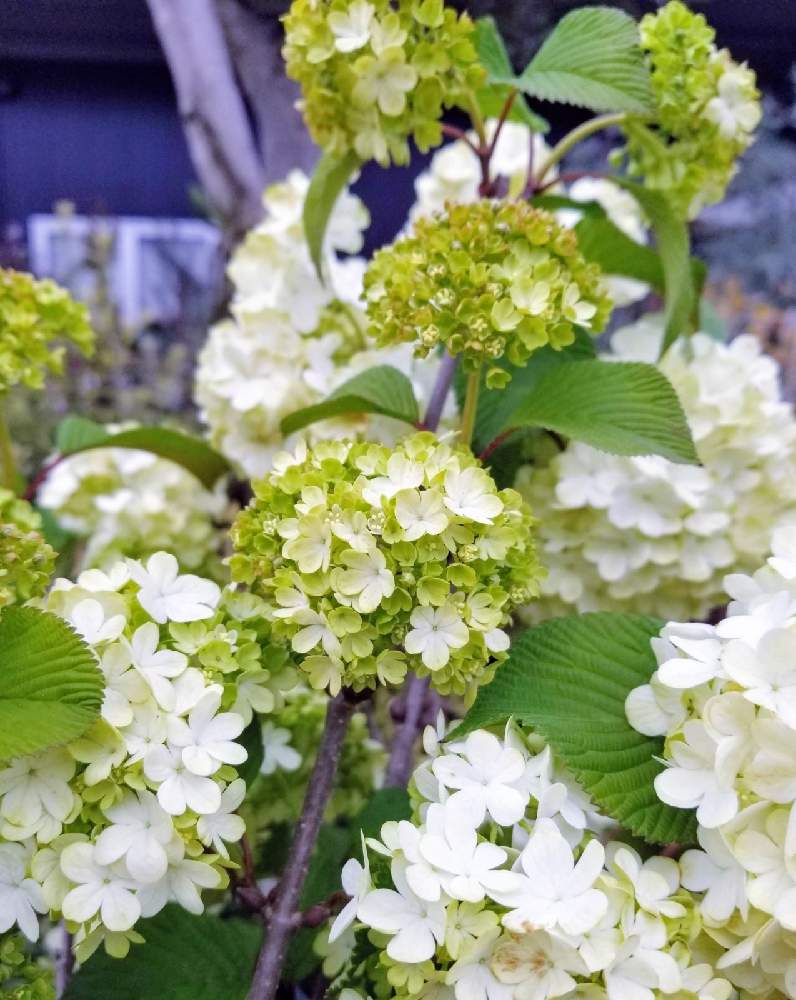 オオデマリの投稿画像 By まみさん 白い花とスマホ撮影とやさしい色 21月4月1日 Greensnap グリーンスナップ