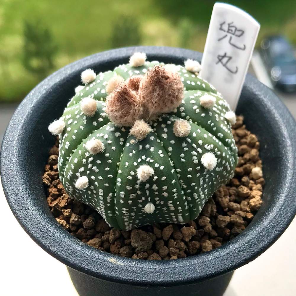 兜丸の投稿画像 By カクタスよしひろさん アストロフィツム 兜丸とサボテン科とアストロフィツムとアストロフィツム属と兜丸 とアストロフィツム 兜丸と サボテン科とアストロフィツムとアストロフィツム属と兜丸 21月4月1日 Greensnap グリーンスナップ