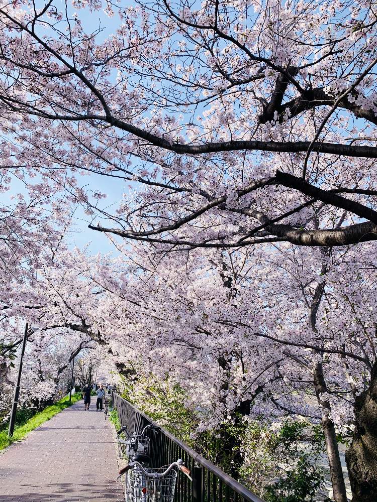 さくら サクラ 桜の投稿画像 By ちゃむ さん 植物好きと繋がりたいとすてき と春の散歩と可愛い と桜ふぶきとiphone撮影とさくらのトンネル 21月4月1日 Greensnap グリーンスナップ