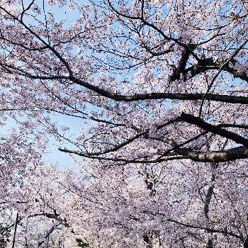 春の散歩の画像 by ちゃむ♡さん | お出かけ先とさくら サクラ 桜と植物好きと繋がりたいとすてき…♡と春の散歩と可愛い〜♡と桜ふぶきとiPhone撮影とさくらのトンネル