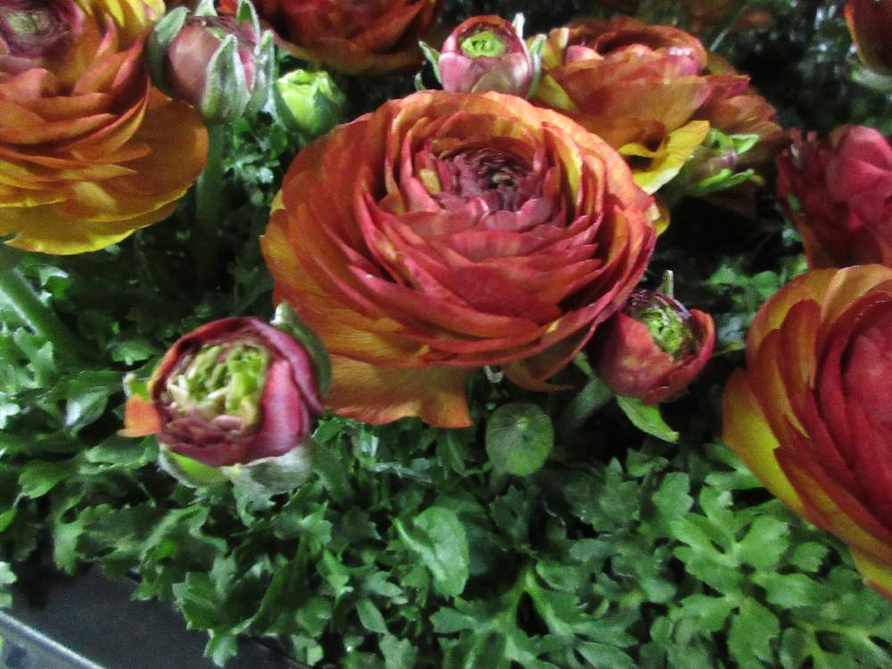 ラナンキュラス マジックチョコレートの投稿画像 By Onoe Green Farmさん 小さな庭と綺麗な色 と花のある暮らしとラナンキュラス とシックなカラーの花と綺麗な色 と花のある暮らしとラナンキュラス とシックなカラーの花 21月4月1日 Greensnap グリーン