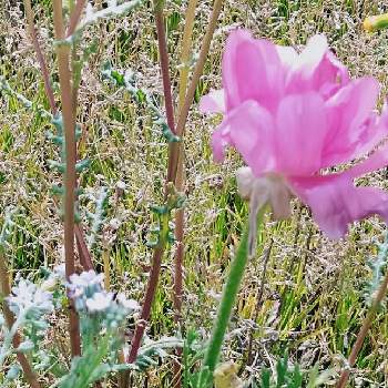 花の命は短くての投稿画像一覧 Greensnap グリーンスナップ