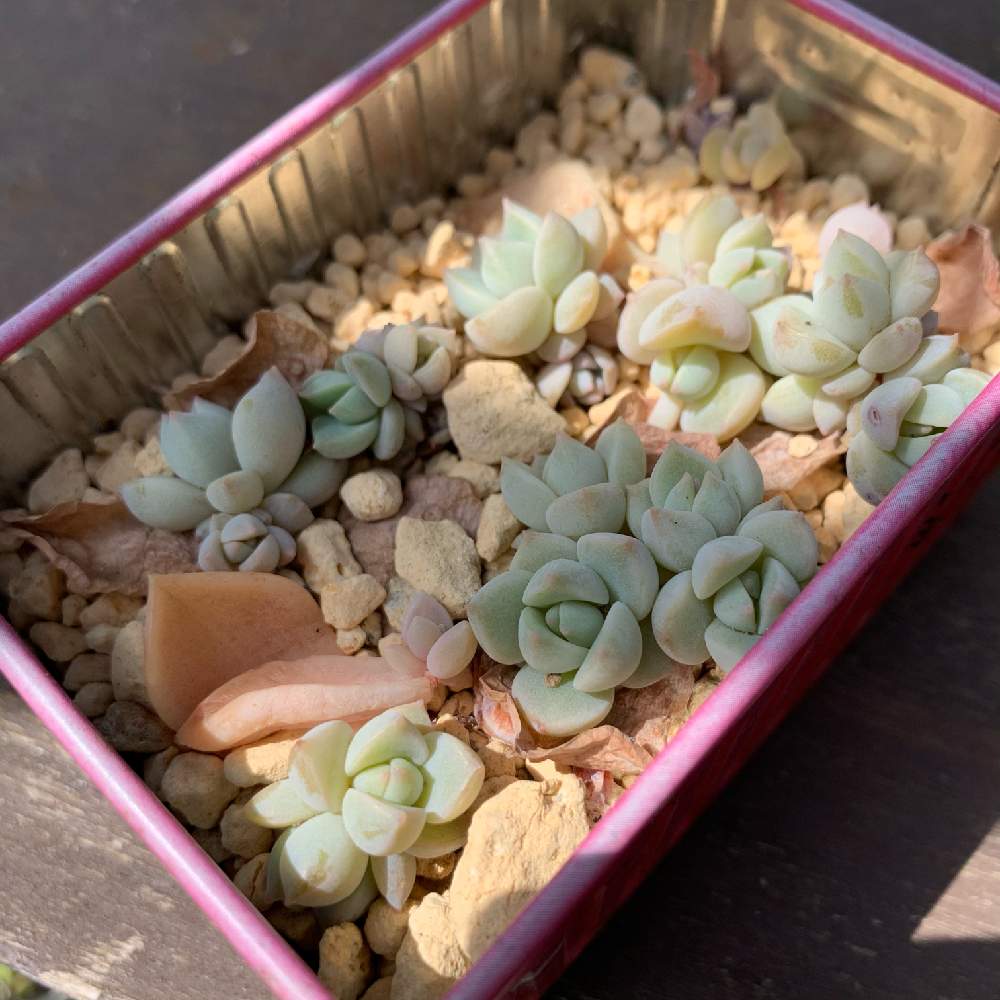 多肉葉挿しの投稿画像 By みかんさん 暮らしの記録と多肉植物と多肉植物のある暮らしと暮らしを楽しむと多肉女子とみかん多肉と庭のある暮らしとガーデニングと花のある暮らしと暮らしと 経過観察 21月4月1日 Greensnap グリーンスナップ