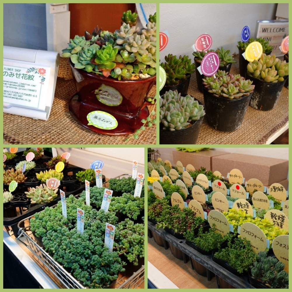 パープルヘイズの投稿画像 By はなのみせ花紋さん レアなセダムとセダム属と多肉植物とわさわさ と八千代市と千葉県と入荷情報 と花屋 の嫁と生花店とタニラーと花屋と千葉タニラーとはなのみせ花紋とちまちま寄せと棚とセダム属と多肉植物とわさわさ と八千代市と千葉