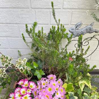 冬から春の寄せ植えの画像 by tamagopanさん | 小さな庭とプリムラ　ジュリアンと冬から春の寄せ植えとプリムラ･ジュリアンとおうち園芸と花を愛すると花のある暮らしと寄せ植え大好き❤︎