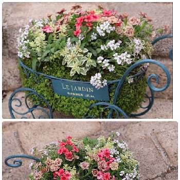 ギャザリング教室の投稿画像一覧 Greensnap グリーンスナップ